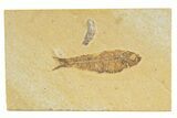 Detailed Fossil Fish (Knightia) - Wyoming #345372-1